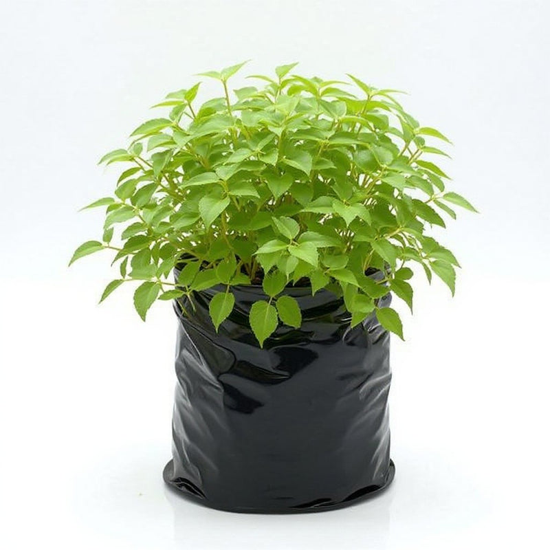 Turtle vine