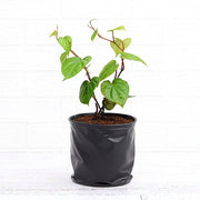 Betel Leaf