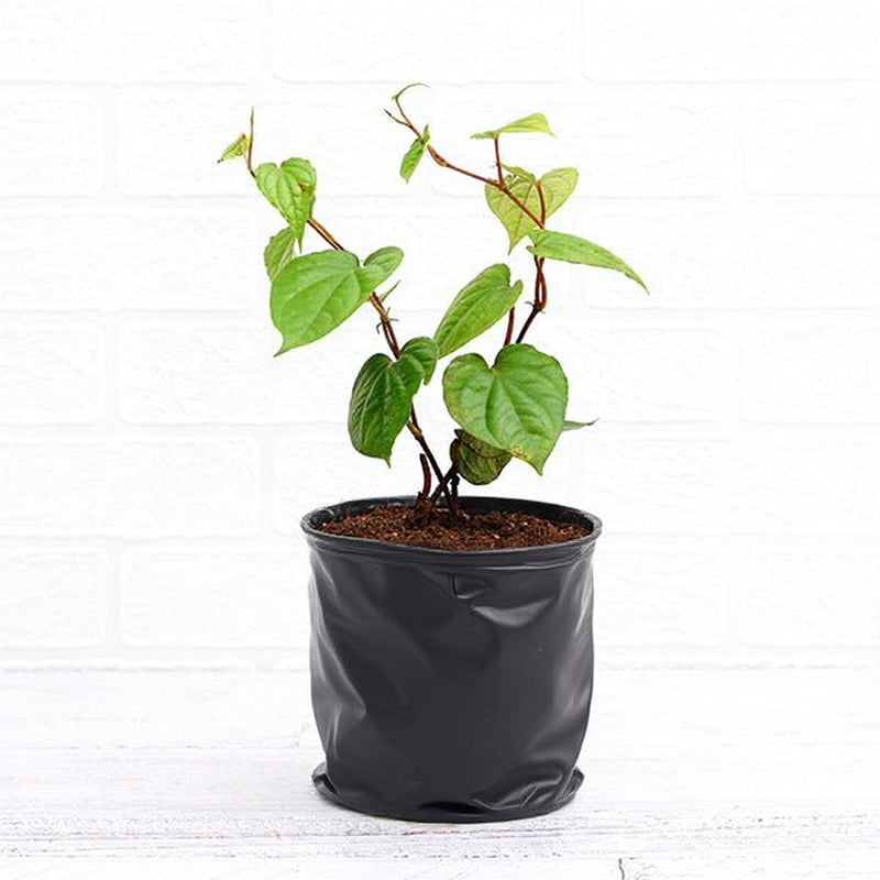 Betel Leaf