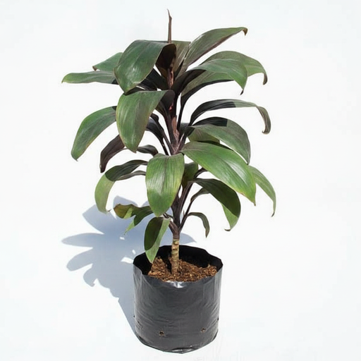 Cordyline - 10" Grow bag