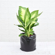 Dieffenbachia Maculata