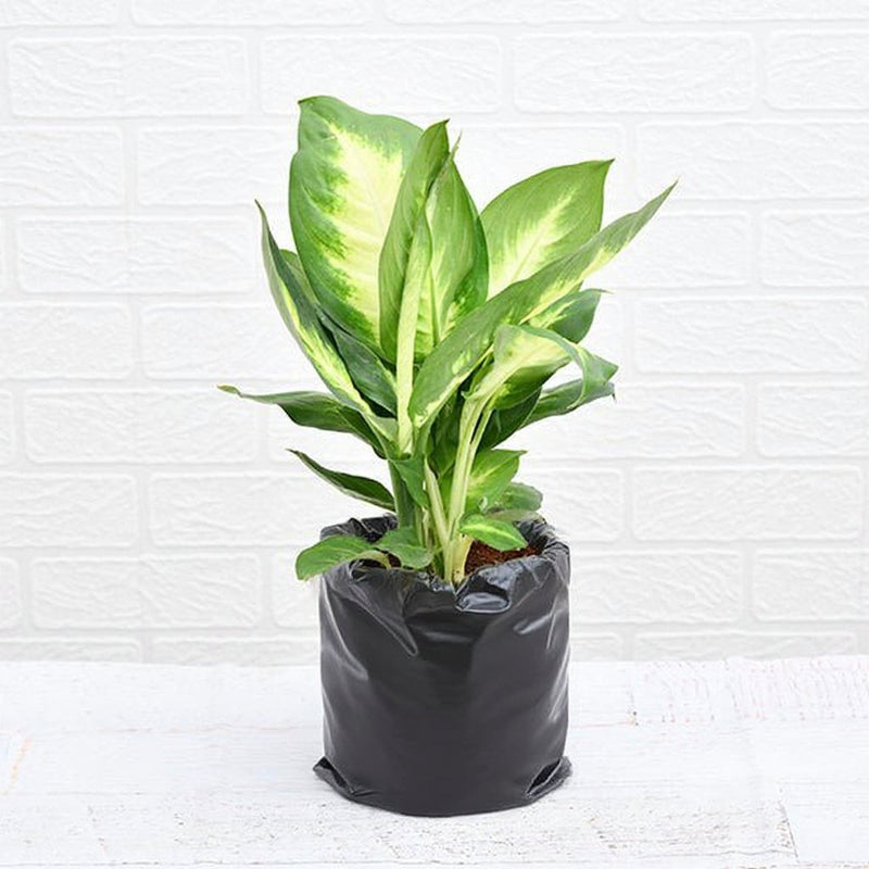 Dieffenbachia Maculata