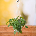 Philodendron Cordatum - 7" Hanging basket