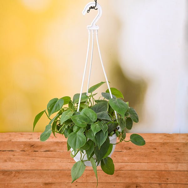 Philodendron Cordatum - 7" Hanging basket