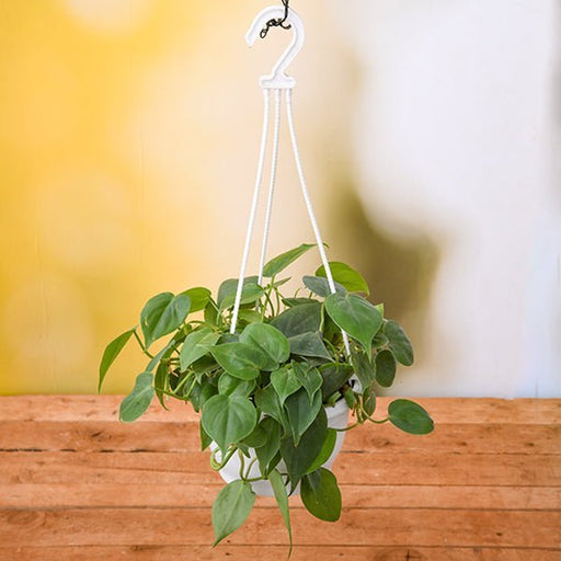 Philodendron Cordatum - 7" Hanging basket