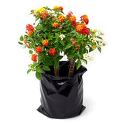 Lantana White