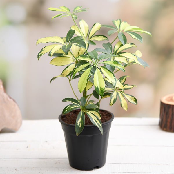Schefflera Variegated - 5" Pot