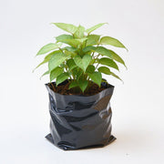 Syngonium Cream allusion (Pink veins)