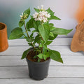 Pentas Mixed - 5" Pot