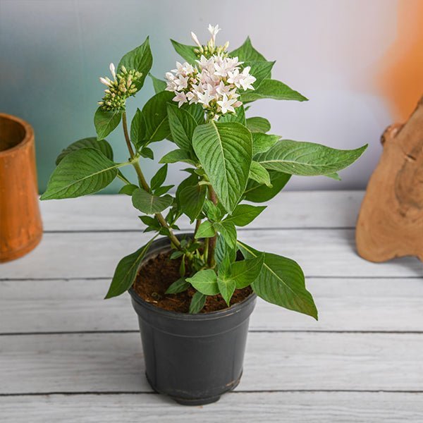 Pentas White - 5" Pot