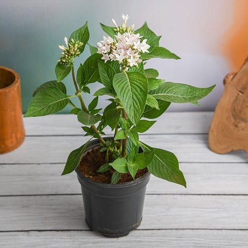 Pentas White - 5" Pot