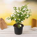 Kunda - 8" Pot