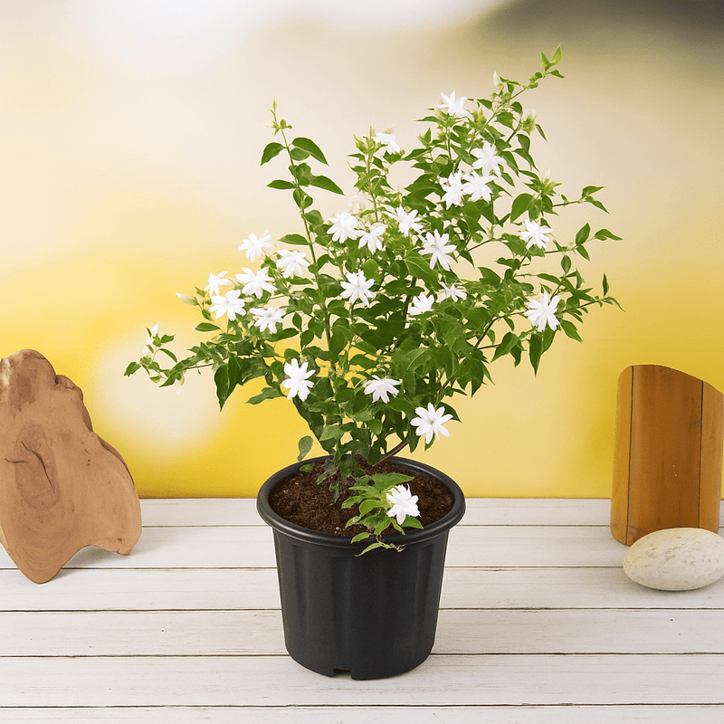 Kunda - 8" Pot