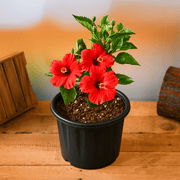 Hibiscus Red - 10" Pot