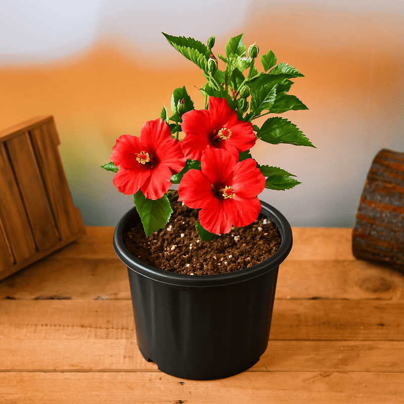 Hibiscus Red - 10" Pot