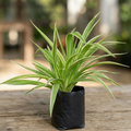 Spider Plant - 6" Grow bag