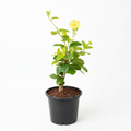 Golden Trumpet Yellow - 6" Pot