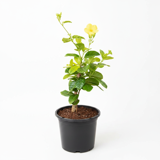 Golden Trumpet Yellow - 8" Pot