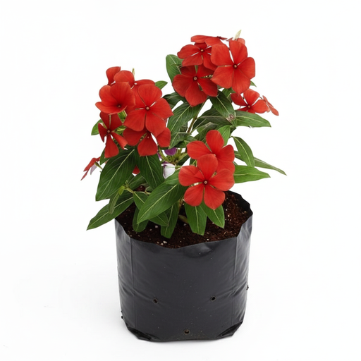 Periwinkle Red - 6" Grow bag