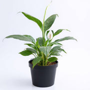 Peace Lily Green
