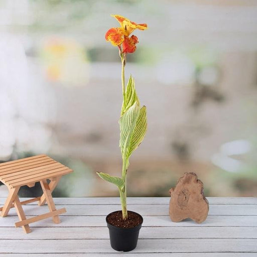 Canna Lily orange flower varigated yellow leaves - 5" Pot