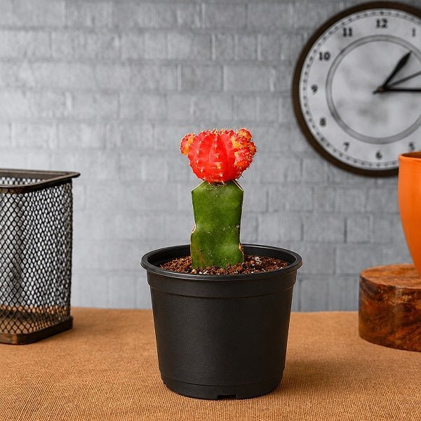 Moon Cactus Red - 3" Pot