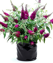 Buddleia
