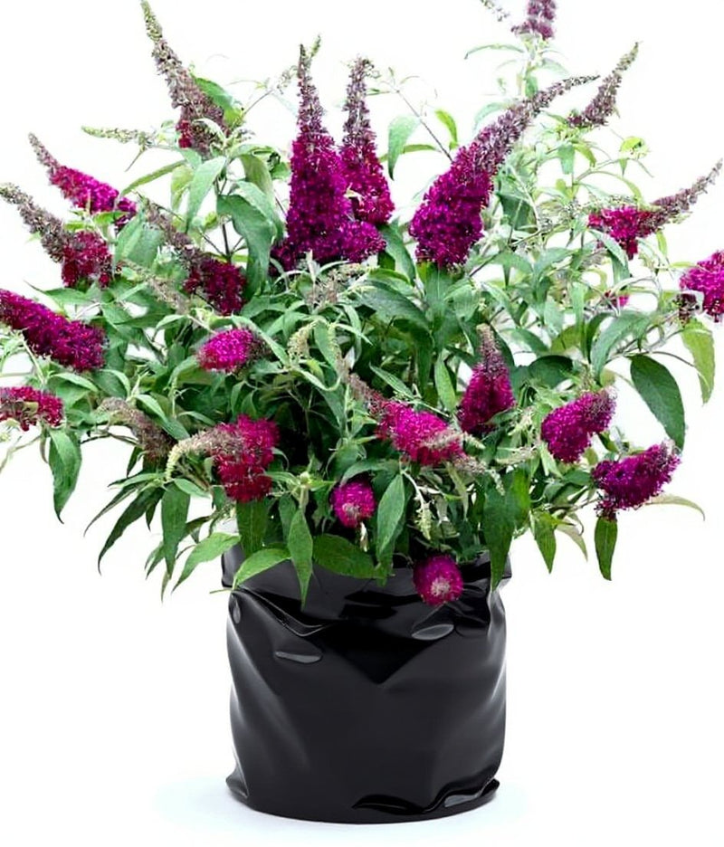 Buddleia