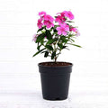 Vinca Periwinkle Lavender - 5" Pot