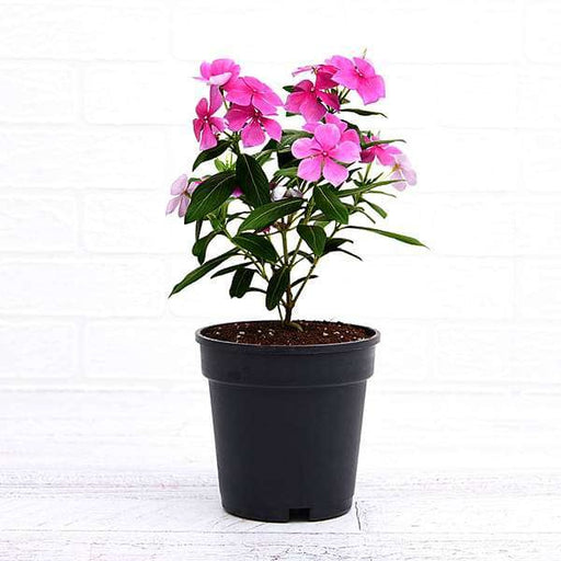 Vinca Periwinkle Lavender - 5" Pot