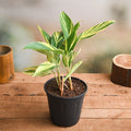 Alpinia Purpurata Variegated - 5" Pot