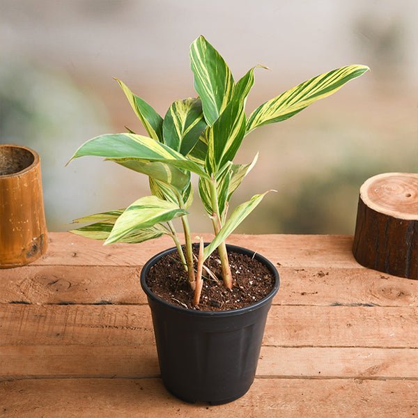 Alpinia Purpurata Variegated - 5" Pot