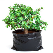 Jade Bonsai