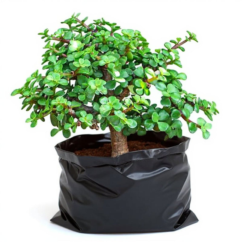 Jade Bonsai