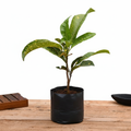 Croton Gold Dust - 10" Grow bag
