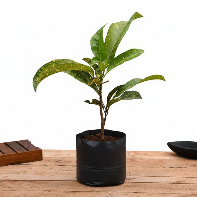 Croton Gold Dust - 10" Grow bag