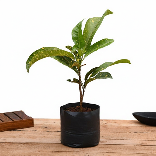 Croton Gold Dust - 10" Grow bag