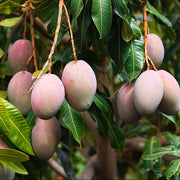 Mango Tree (Badami, Grafted) - 10" Grow bag