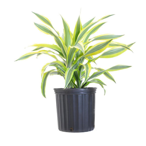 Dracaena Lemon Lime - 5" Pot