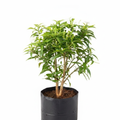 Tagar Mini - 10" Grow bag