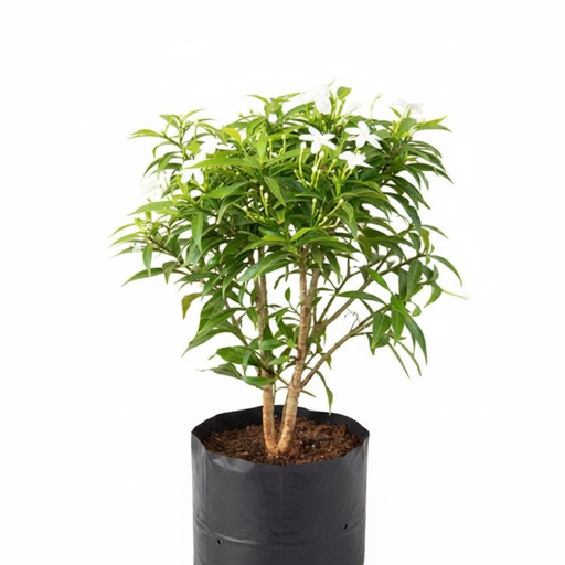 Tagar Mini - 10" Grow bag