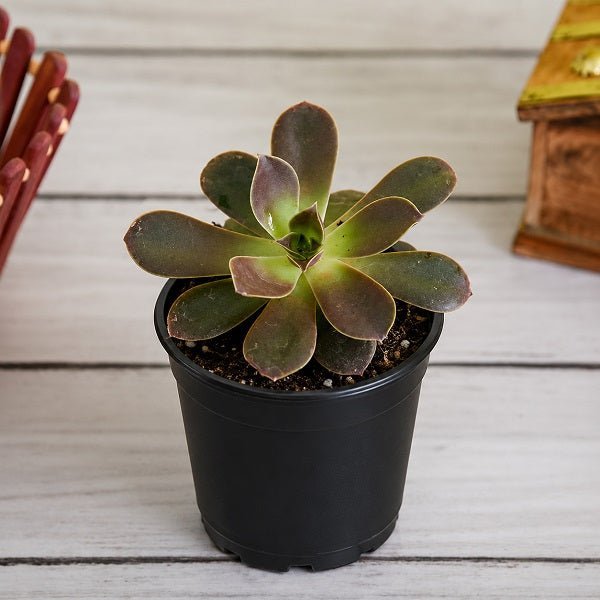 Echeveria Melaco - 3" Pot