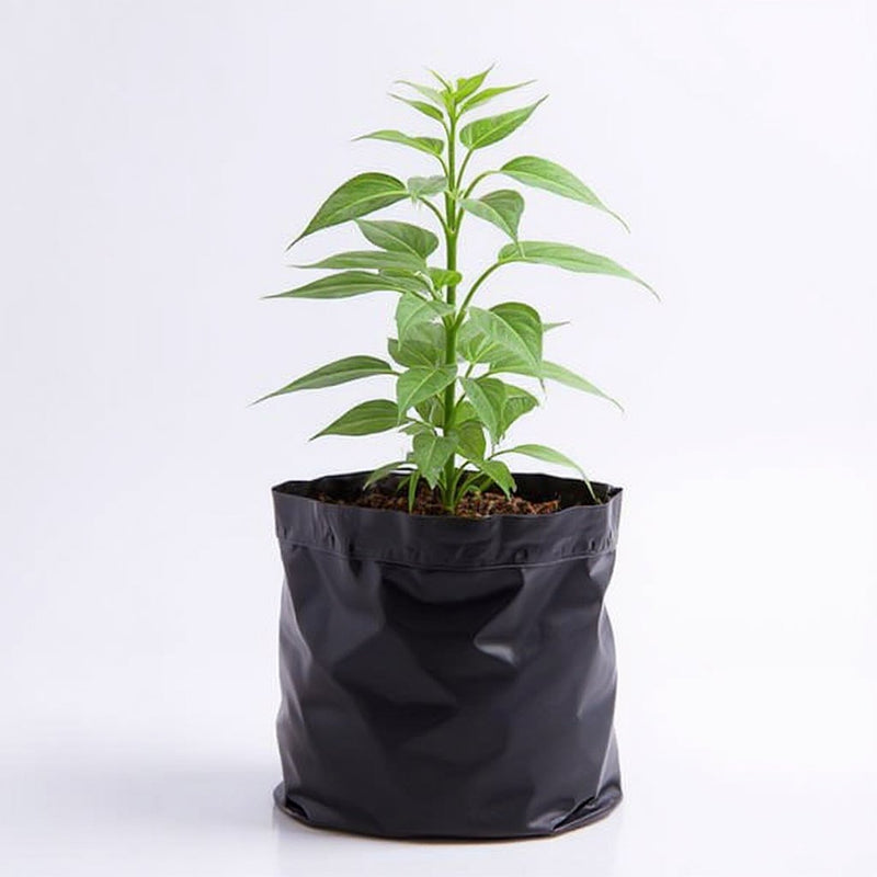 60 cm Spiral Stick Lucky Bamboo