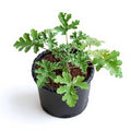 Citronella Odomos Plant - 10" Grow bag