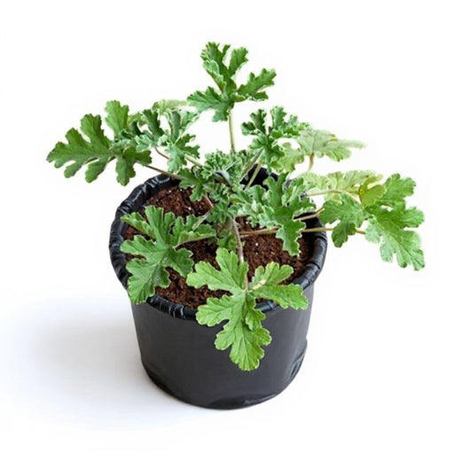 Citronella Odomos Plant - 10" Grow bag