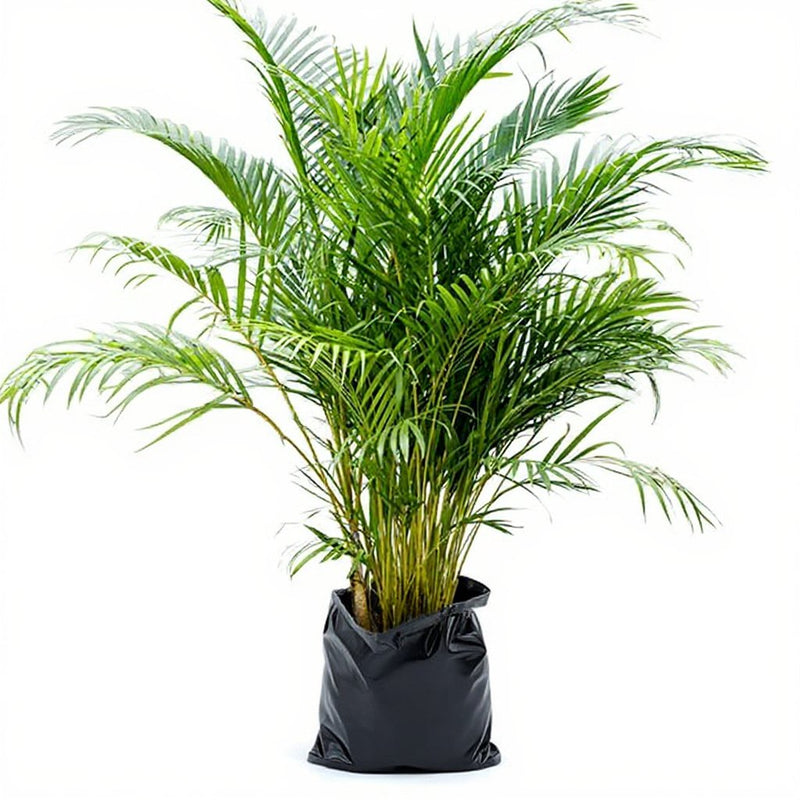 Areca Palm Green