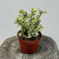 Variegated Jade plant Variegated - 4" Pot