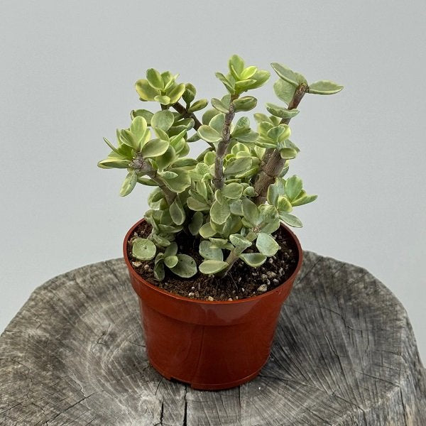 Variegated Jade plant Variegated - 4" Pot