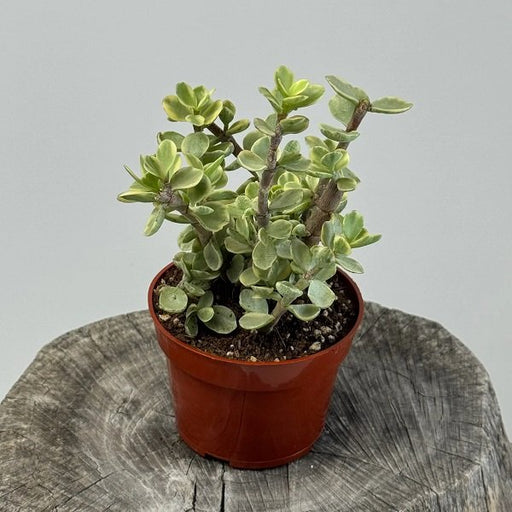 Variegated Jade plant Variegated - 4" Pot