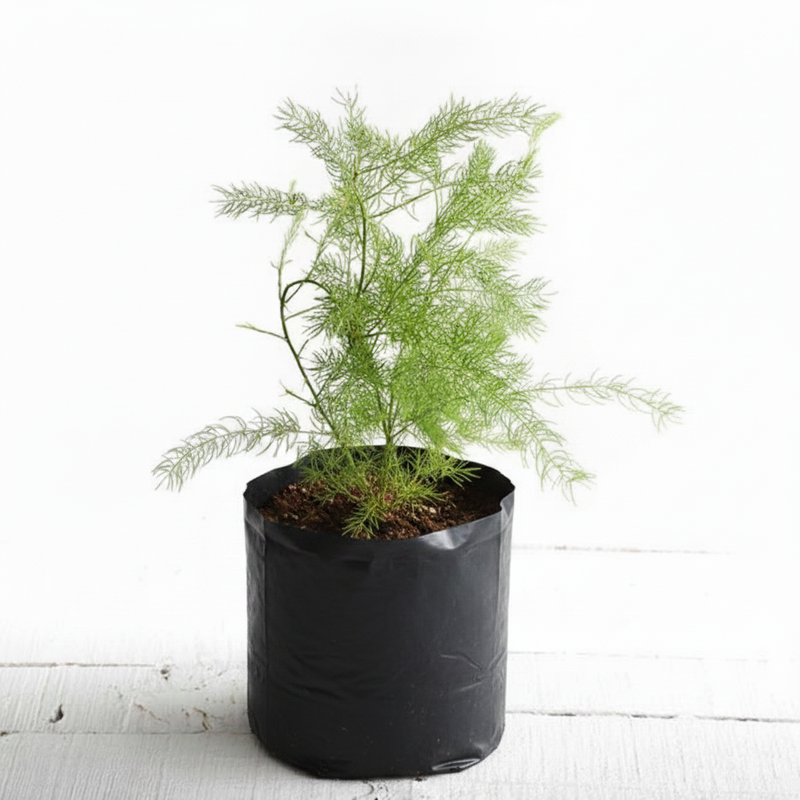 Shatavari - 6" Grow bag